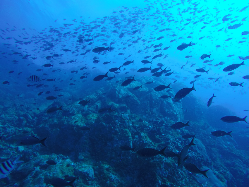 寵物健康｜為什麼深海小型魚油更適合你的毛孩？健康與永續兼顧！