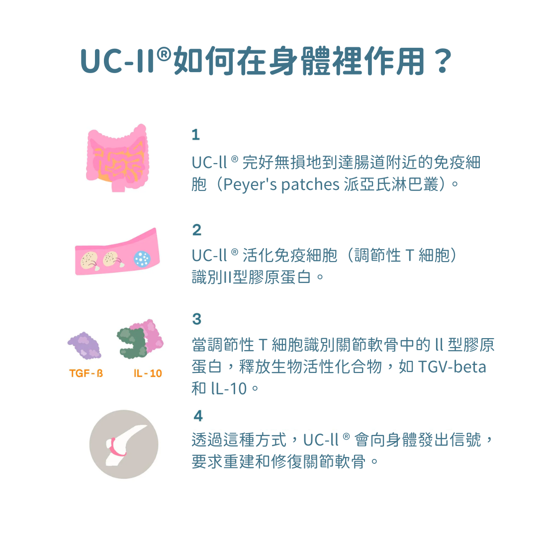 UCII® 膠原蛋白關節保健+ (犬貓專用）